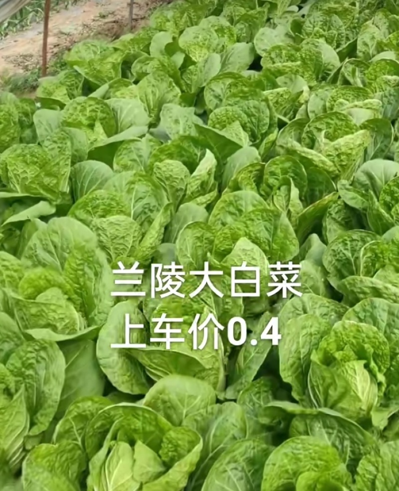 黄心大白菜矮颗玲玲黄金粉翠矮课小黄心净菜毛菜入库打包打冷