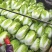 黄心大白菜矮颗玲玲黄金粉翠矮课小黄心净菜毛菜入库打包打冷