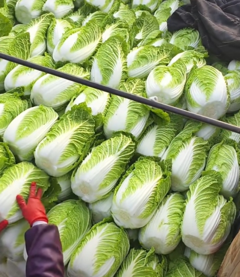 黄心大白菜矮颗玲玲黄金粉翠矮课小黄心净菜毛菜入库打包打冷