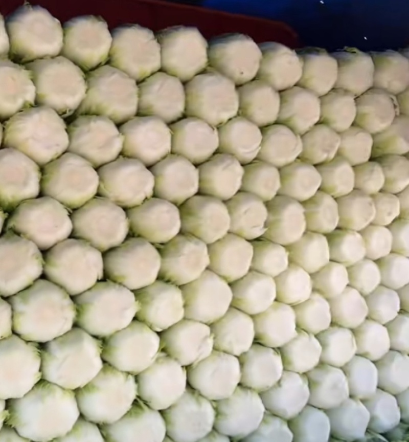 黄心大白菜矮颗玲玲黄金粉翠矮课小黄心净菜毛菜入库打包打冷