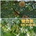 速生银合欢种子，固土护坡，花叶俱美，四季好养