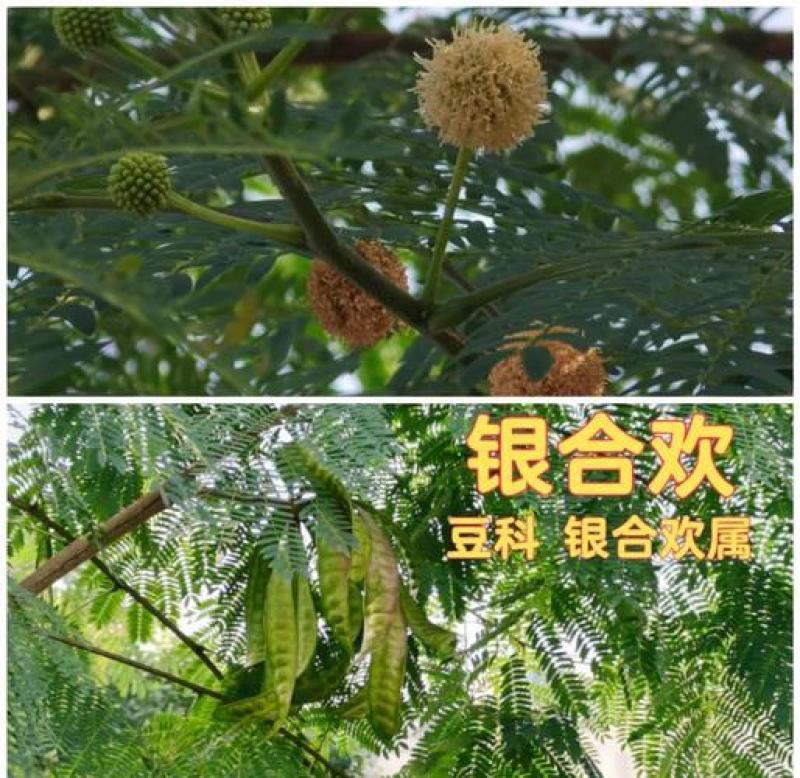 速生银合欢种子，固土护坡，花叶俱美，四季好养