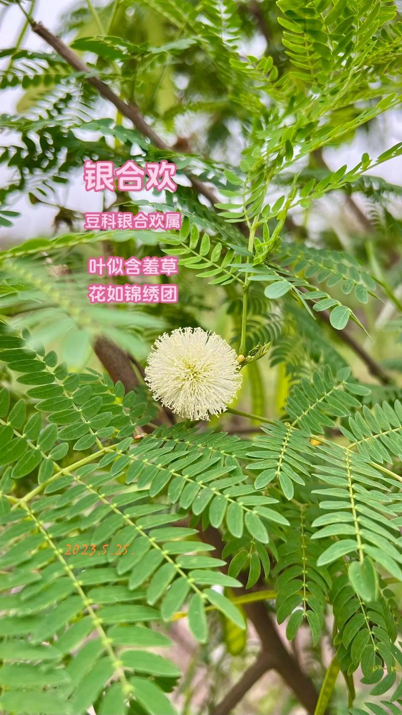 速生银合欢种子，固土护坡，花叶俱美，四季好养