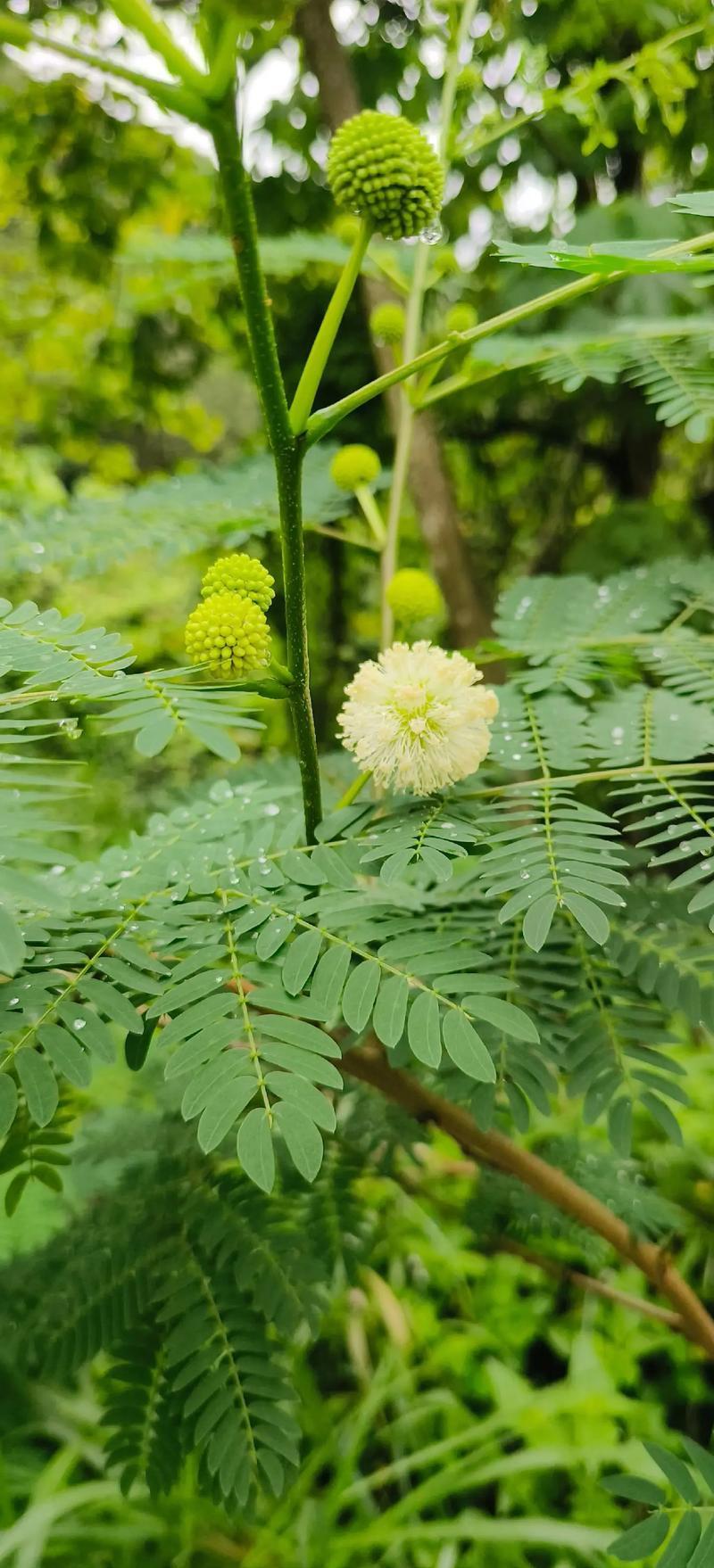 速生银合欢种子，固土护坡，花叶俱美，四季好养