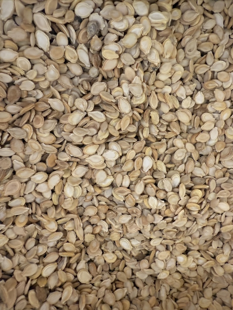 双边冬瓜籽统装货颜色好实物拍摄