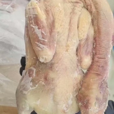 老鸭