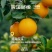 湖南辰溪脐橙100万斤预售下半年成熟欢迎咨询合作