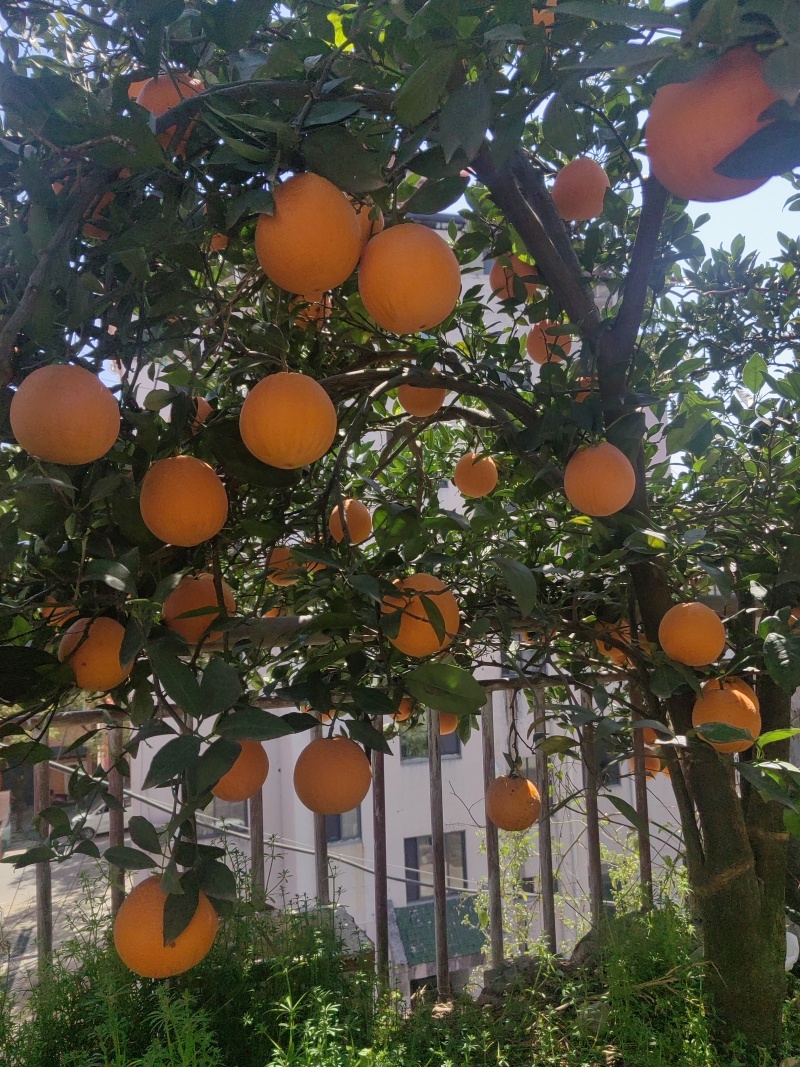 秭归脐橙