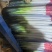 山东安丘大葱粗高货，细葱单挑质优价廉，欢迎电话咨询