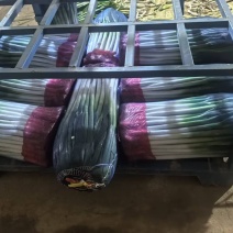 精品铁杆大葱，粗高货，细葱单挑，加工厂，一手货源保质保量
