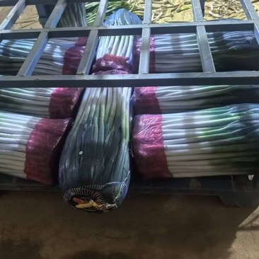 精品铁杆大葱，粗高货，细葱单挑，加工厂，一手货源保质保量