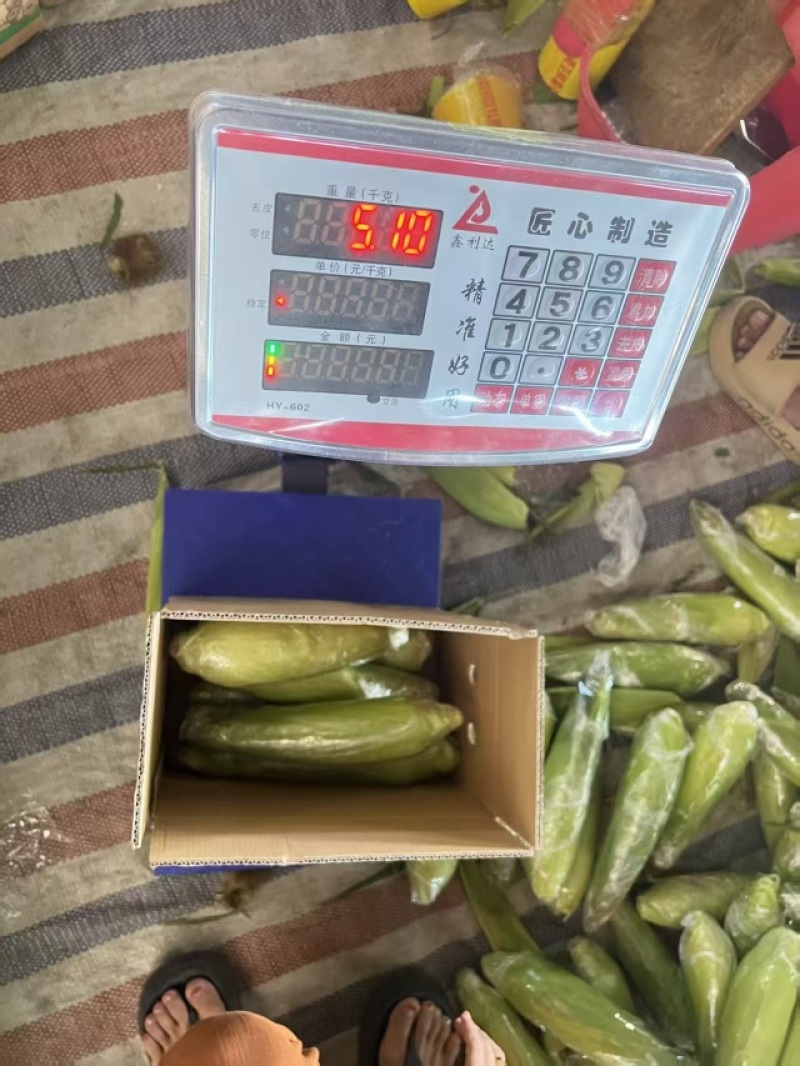 新鲜现摘云南水果甜玉米金银双色生熟两吃多汁带皮爆浆棒子苞