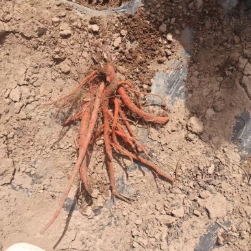 新鲜出土的丹参