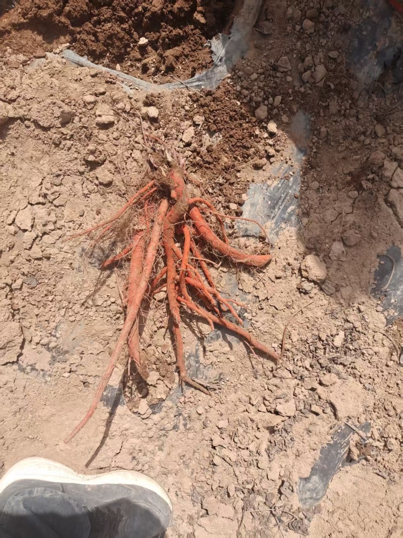 新鲜出土的丹参