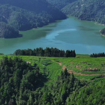 好山好水出好茶，风景如画莓茶基地
