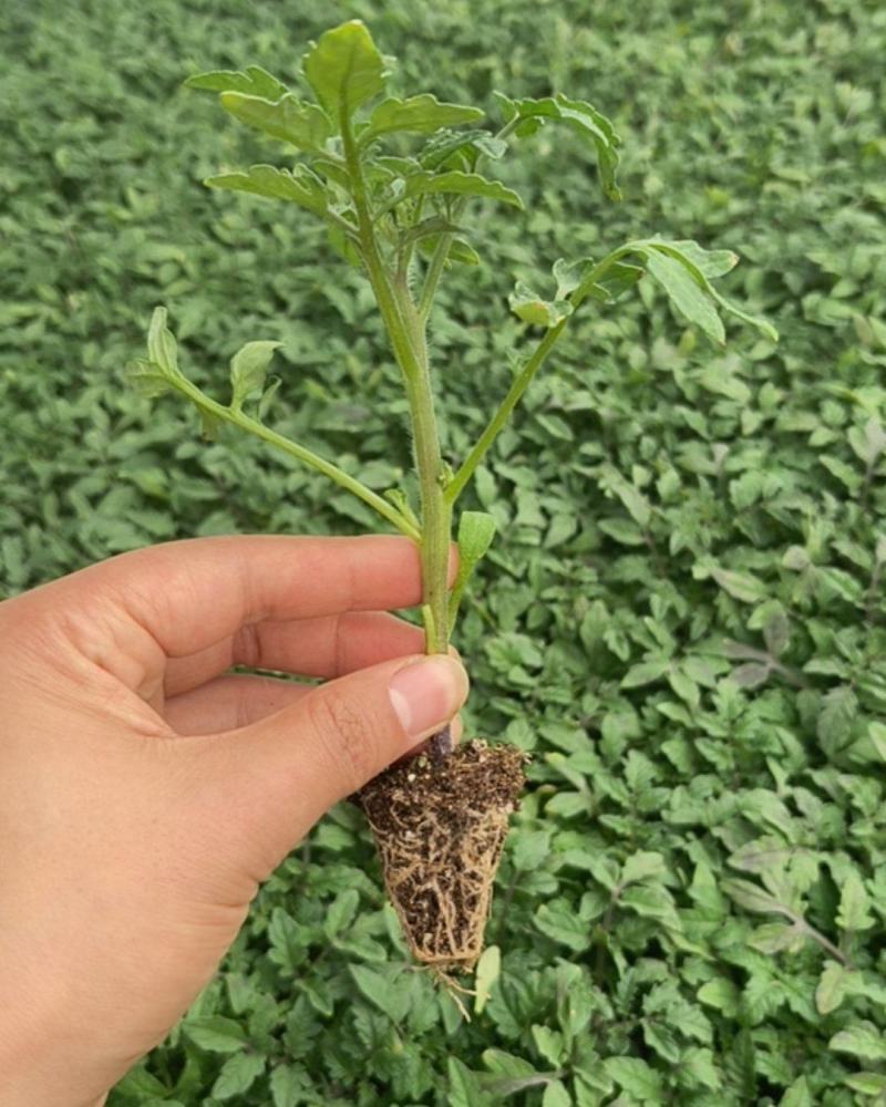 黑珍珠小番茄苗基地直发自己家的育苗棚没有