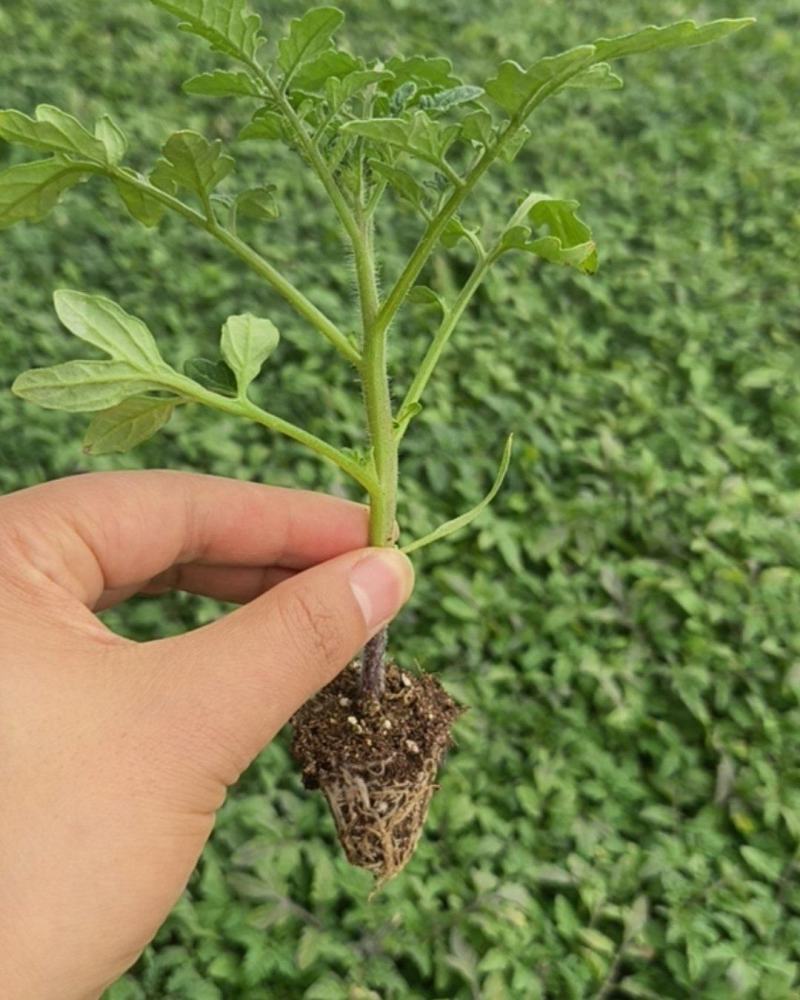 黑珍珠小番茄苗基地直发自己家的育苗棚没有