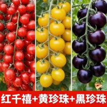 黑珍珠小番茄苗基地直发自己家的育苗棚没有