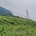 好山好水出好茶，风景如画莓茶基地