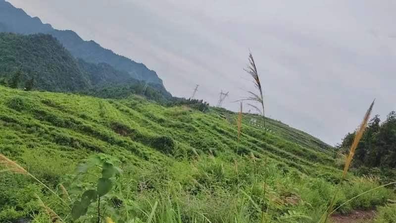 好山好水出好茶，风景如画莓茶基地