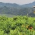 好山好水出好茶，风景如画莓茶基地