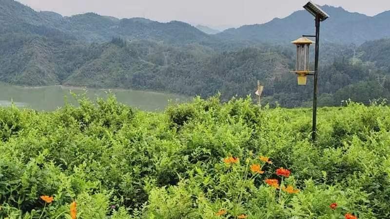 好山好水出好茶，风景如画莓茶基地