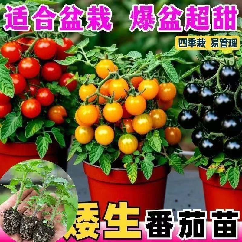 盆栽矮生小番茄苗秧带土球矮生红黄黑圣女果超矮四季矮生番茄