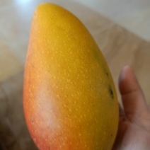 海南贵妃芒