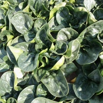 陕西鄠邑一手货源农家红根趴地菠菜