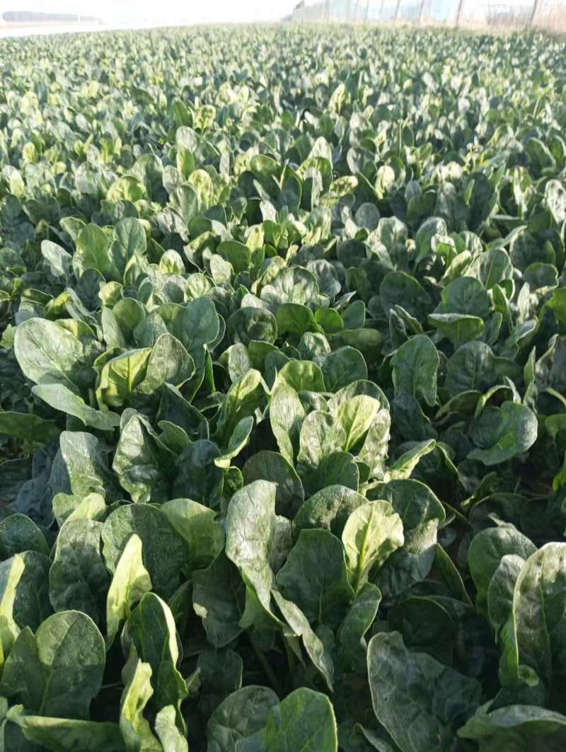 陕西鄠邑一手货源农家红根趴地菠菜
