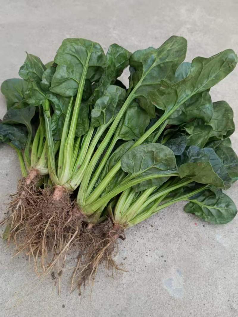 陕西鄠邑一手货源农家红根趴地菠菜