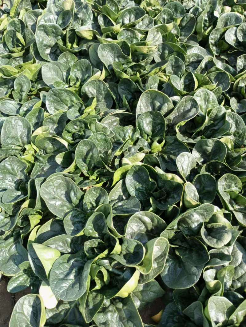 陕西鄠邑一手货源农家红根趴地菠菜