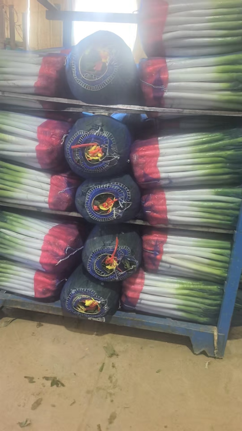 山东铁杆大葱，山东净葱，常年优惠，加工厂欢迎咨询