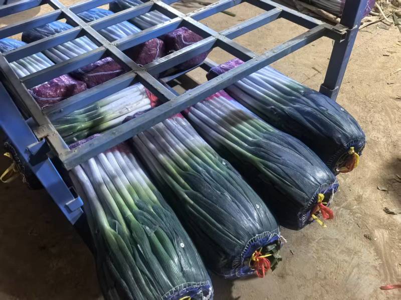 山东铁杆大葱，山东净葱，常年优惠，加工厂欢迎咨询