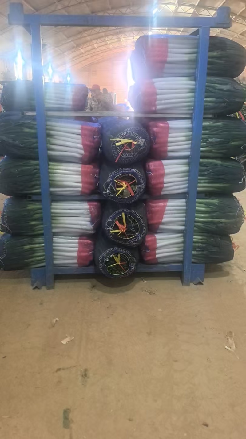 山东铁杆大葱，山东净葱，常年优惠，加工厂欢迎咨询