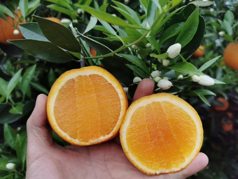 精品橙子一树果！果大皮薄！口感纯甜！