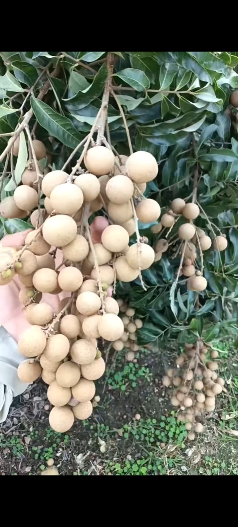 龙眼-储良-石夹-各类市场-欢迎来聊