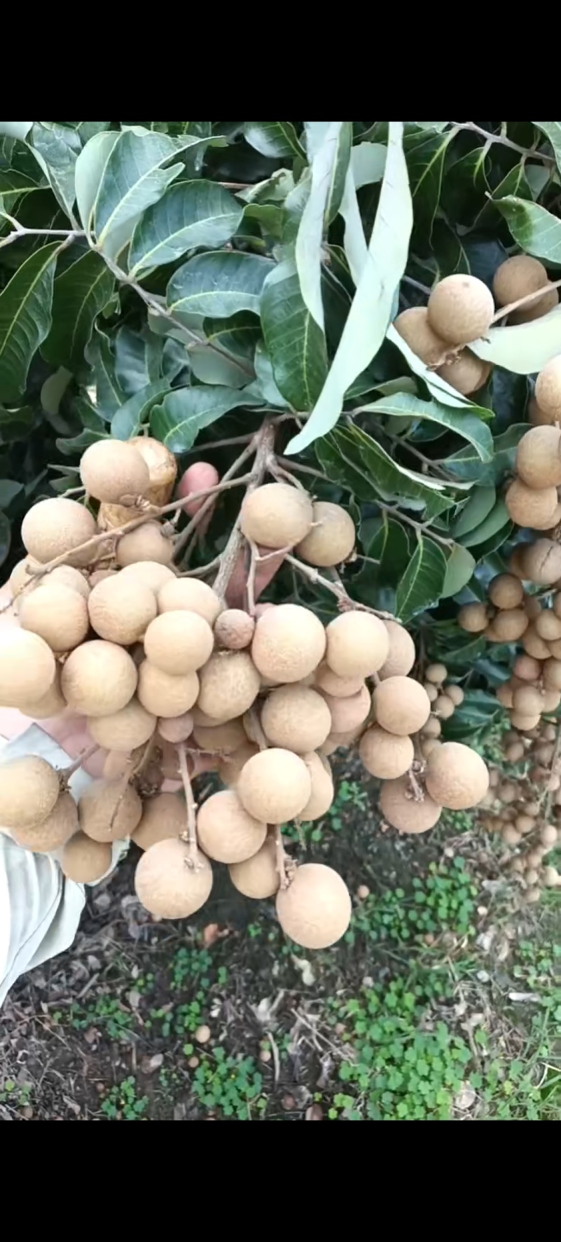 龙眼-储良-石夹-各类市场-欢迎来聊
