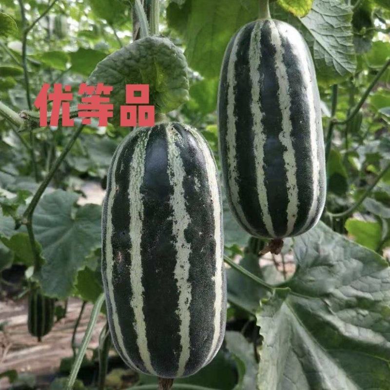 博洋甜瓜全国甜瓜主产区，超市，市场，电商，产地直发