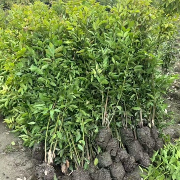 四川成都温江基地直销供应大量天竺桂天竺桂绿篱天竺桂绿篱