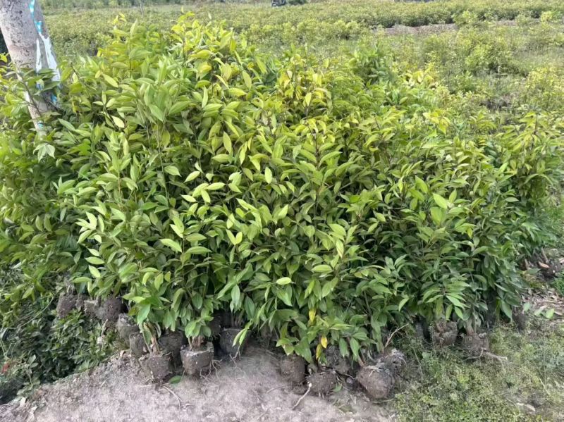四川成都温江基地直销供应大量天竺桂天竺桂绿篱天竺桂绿篱