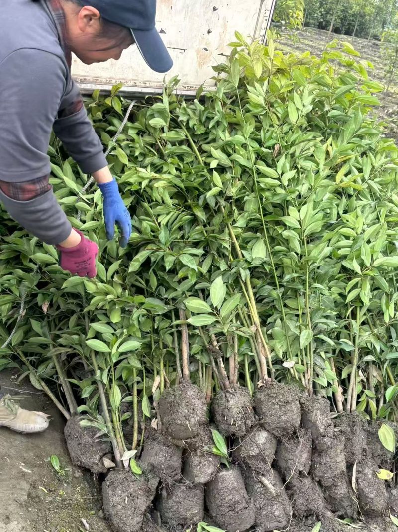 四川成都温江基地直销供应大量天竺桂天竺桂绿篱天竺桂绿篱