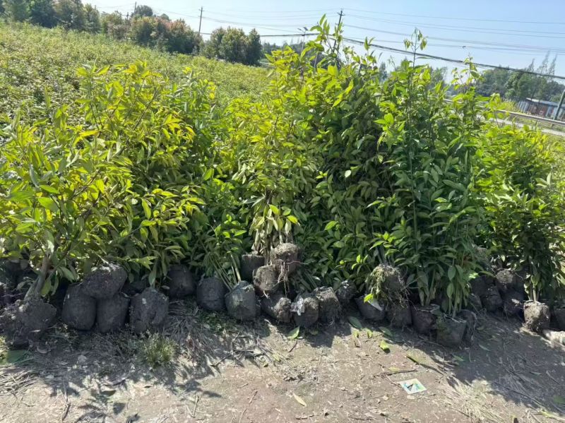 四川成都温江基地直销供应大量天竺桂天竺桂绿篱天竺桂绿篱
