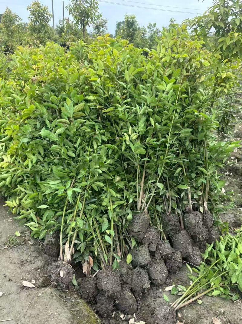 四川成都温江基地直销供应大量天竺桂天竺桂绿篱天竺桂绿篱