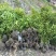 四川成都温江基地直销供应大量天竺桂天竺桂绿篱天竺桂绿篱