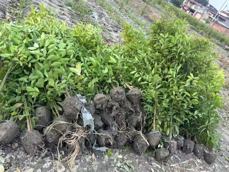 四川成都温江基地直销供应大量天竺桂天竺桂绿篱天竺桂绿篱