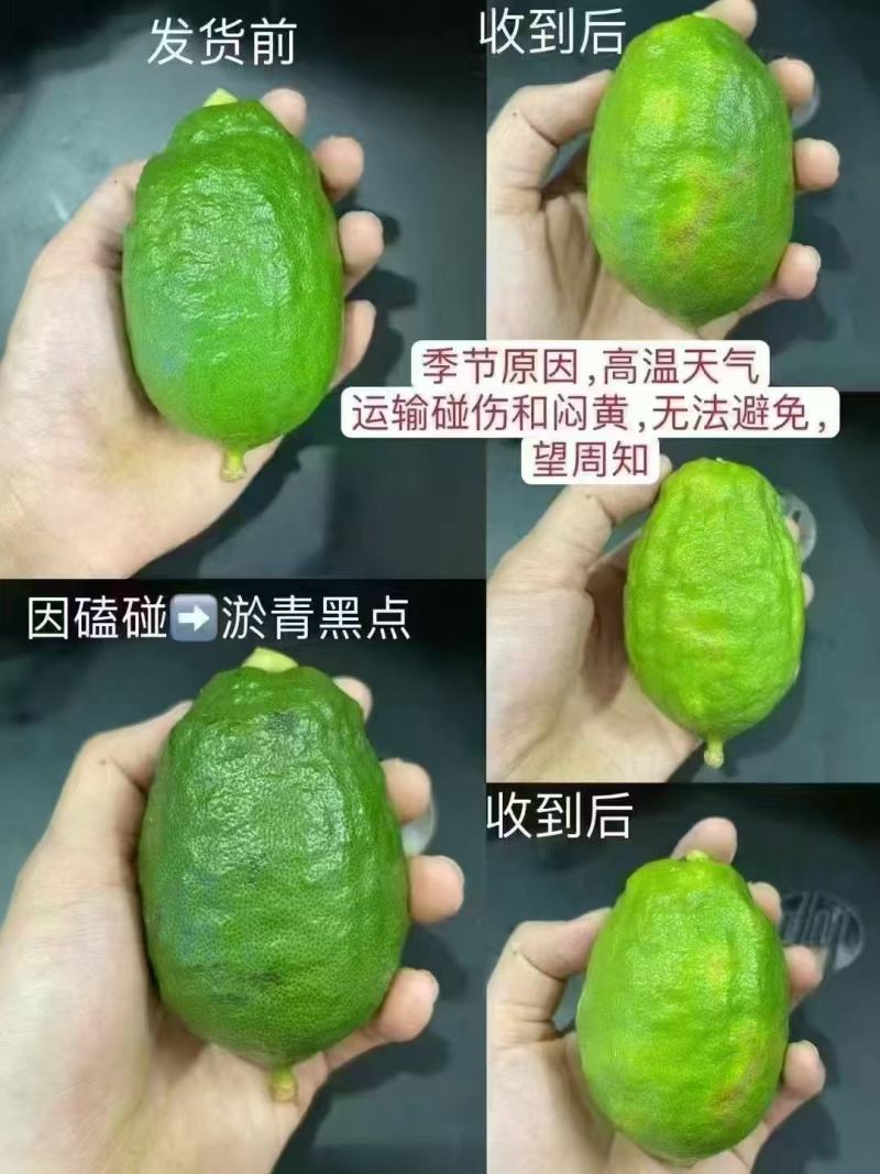 广东无子香水柠檬