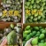 广东无子香水柠檬