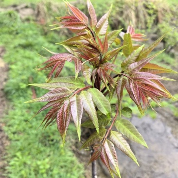 香椿芽新鲜的头茬需要联系合作一次长久朋友