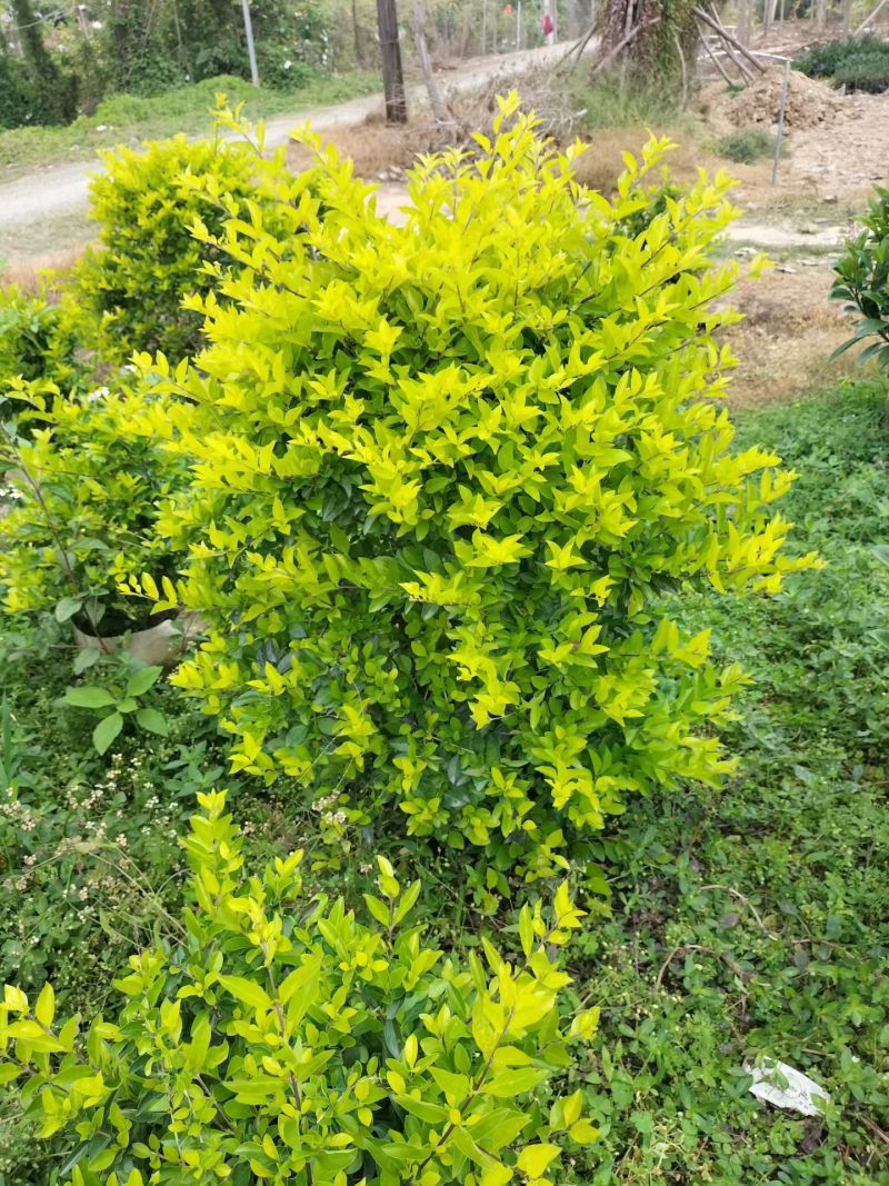 黄金叶70至80